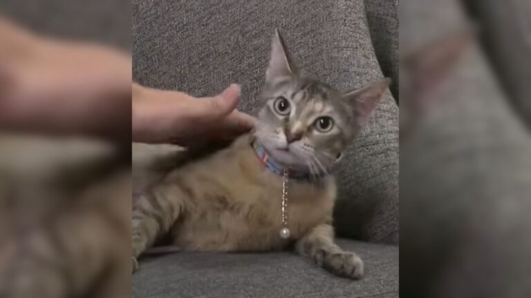 Michigan Rescue Horrified After Woman Adopts Cat Only To Request Euthanasia