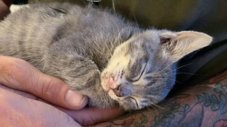 North Carolina Man Spots Fragile Kitten Hiding Under Car And Refuses To Walk Away