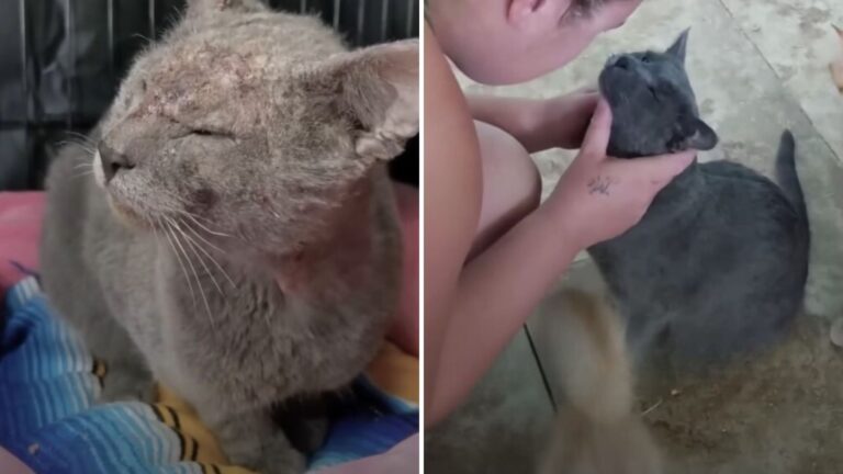 California Cat Abandoned By Family Learns To Trust Again With His New Mommy