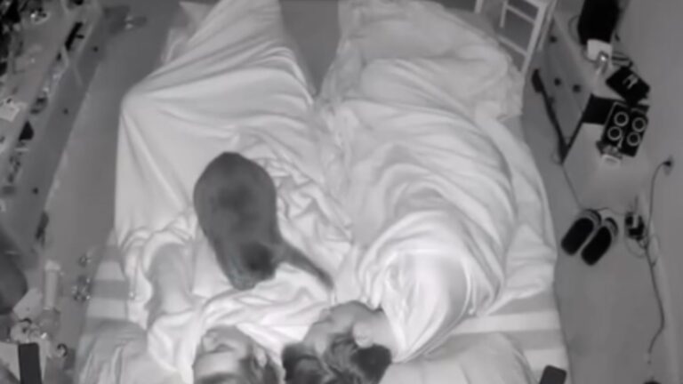 Every Night, This New Jersey Cat Wakes Her Owners And You’ll Never Guess Why