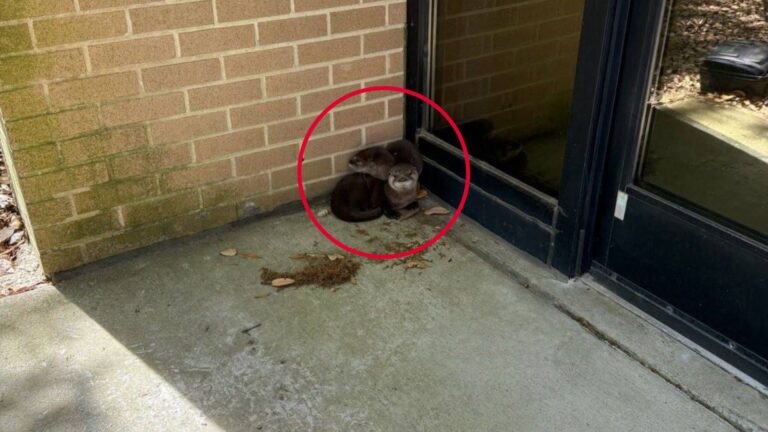 Virginia Navy Base Staff Finds Two Wild Babies At Their Door And Realizes They Need Urgent Help