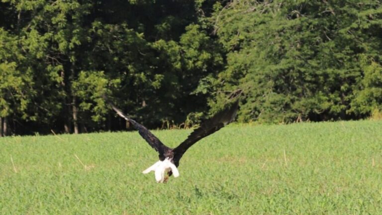 Missouri Rescuers Learn Why This “Injured” Bald Eagle Can’t Fly And Burst Out Laughing