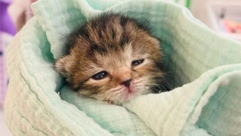 Barely Alive Kitten Arrives At Massachusetts Shelter And Becomes One Of Their Biggest Wins