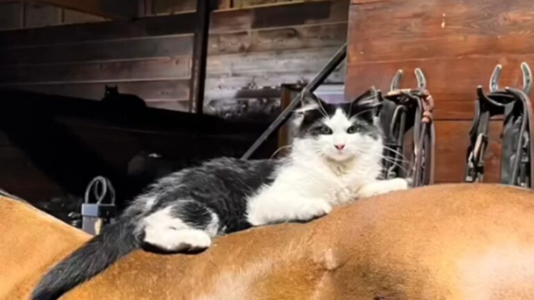 Barn Cat Bonds With LA Woman And Decides To Leave The Farm For A New Life In The City