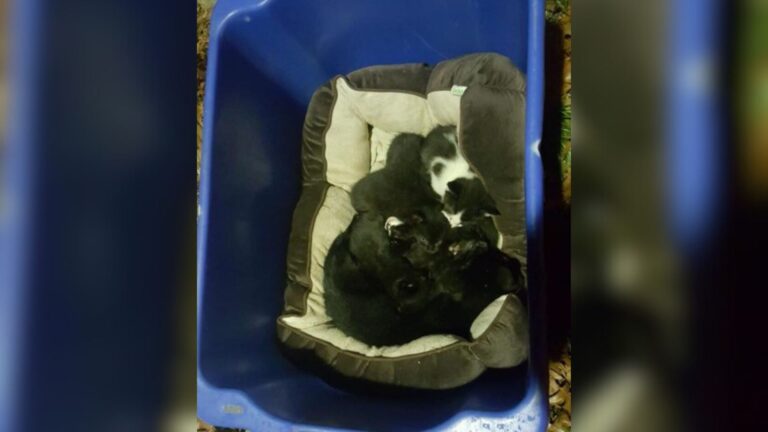 NJ Team Finds A Basket Full Of Kittens, Then Discovers A Surprising Twist About Their “Mom”