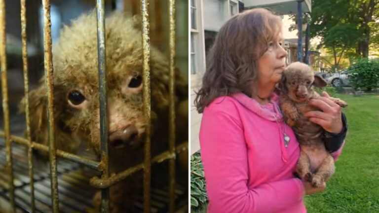 Dog Who Lived Her Whole Life In Dark Puppy Mill In North Carolina Finally Gets To See Sunshine