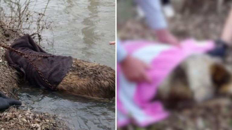 Oklahoma Man Thinks He’s Saving A Beaver, Then Sees What’s Really Trapped In The Mud