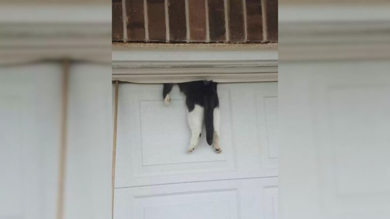 Louisiana Police Respond To Call About A Stuck Cat And Walk Into A Scene They Didn’t Expect