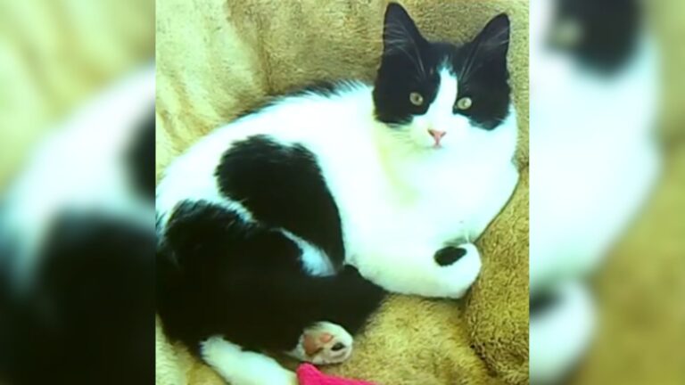 Virginia Cat Finally Returns Home After Two Weeks Missing, Then Vet Discovers A Shocking Truth