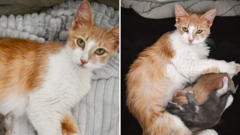 Cat Found In Horrible State In Florida Field Protected Her Babies With Everything She Had