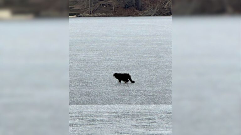 Blind Cat Got Stuck On Frozen Massachusetts Lake And The Situation Quickly Turned Alarming