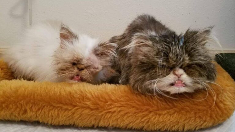Blind Cat In Idaho Learns To Thrive Thanks To Her One-Eyed Sister And We Can’t Hold Back Tears