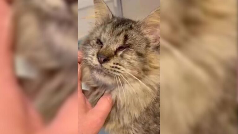Texas Family Follows Blind Stray Cat, What She Shows Them Will Melt Your Heart
