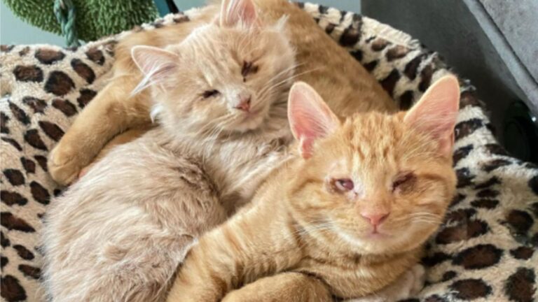 Blind Kittens In Pennsylvania Refuse To Be Apart And Have The Sweetest Way To Locate Each Other