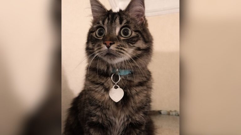 Texas Woman Gives $20 To Adopt A Blind Cat, Then Discovers He’s A Real Treasure