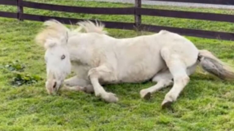 NY Blind Horse Responds When Rescuers Call Him “Buddy” And That Single Moment Saves His Life