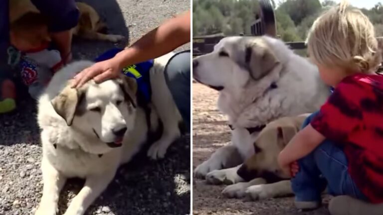 Dog Makes National Headlines After Saving A Toddler Lost In Arizona Wilderness