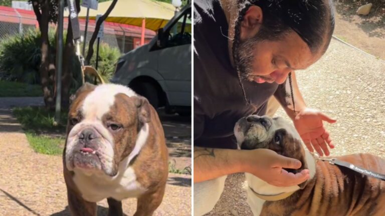 Texas Shelter Staff Stunned When Bulldog Left At Their Gate Reveals A Surprising Identity