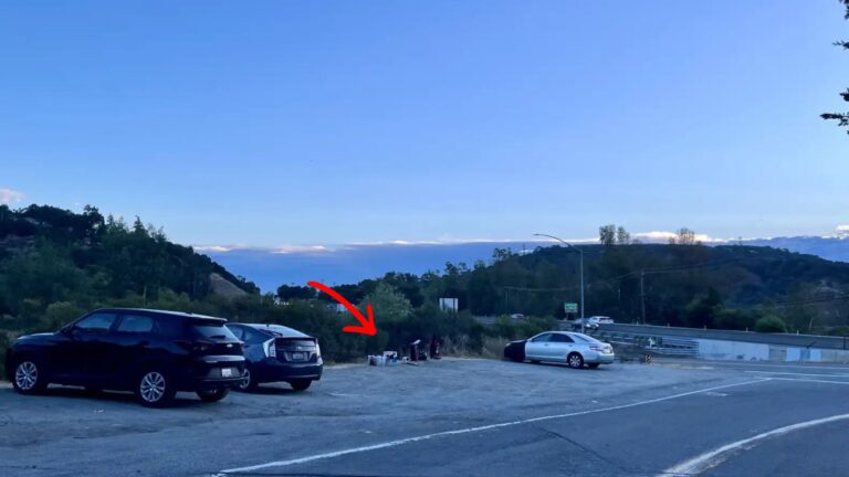 California Couple Finds 5 Fluffy Creatures Dumped In A Parking Lot And Immediately Acts