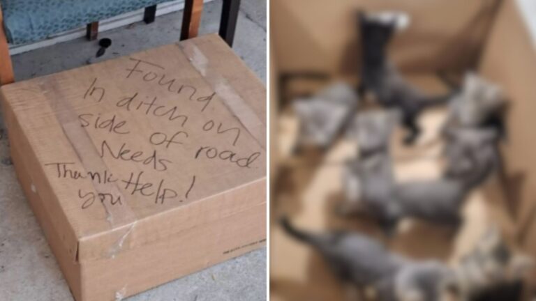 Tennessee Woman Stunned When A Car Pulls Up, Leaves A Box On The Pavement And Disappears
