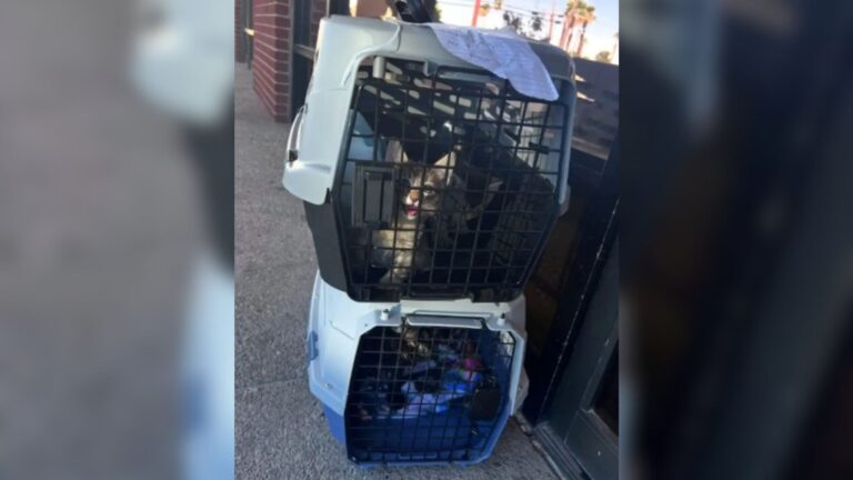 Carriers Left On Las Vegas Sidewalk Reveal A Struggling Little Family And A Desperate Note