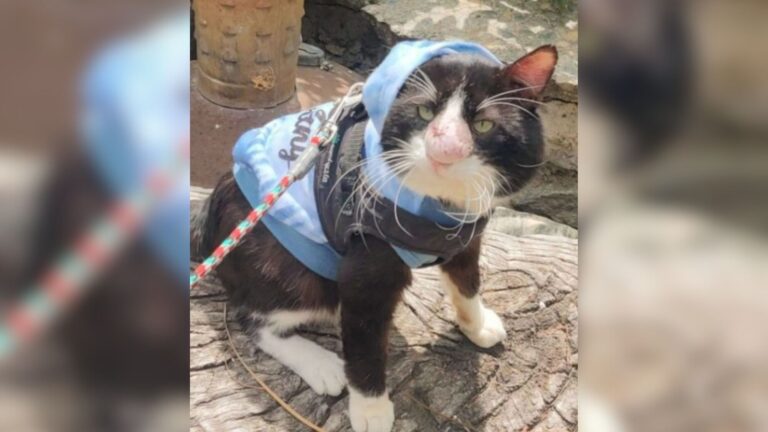 California Cat With A Large Growth On His Nose Nearly Euthanized After A Misdiagnosis