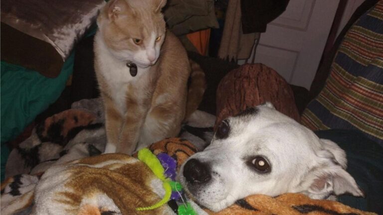 You Won’t Believe What This North Carolina Cat Did When Her Dog Brother Got Sick