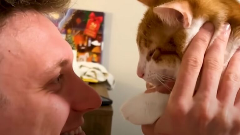 Colorado Woman Adopts A Kitten, Then He Does Something She Never Expected