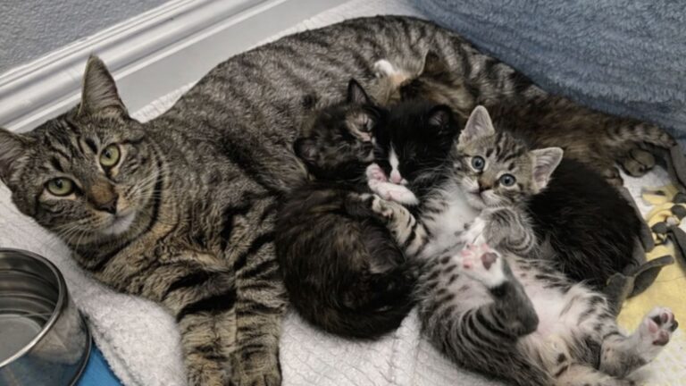 Separated For Weeks, San Diego Cat Finally Sees Her Kittens Again In A Heartwarming Reunion