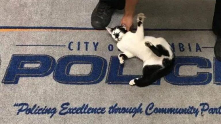 Confident Stray Cat Walks Into South Carolina Police Station And Finds Her Forever Friend