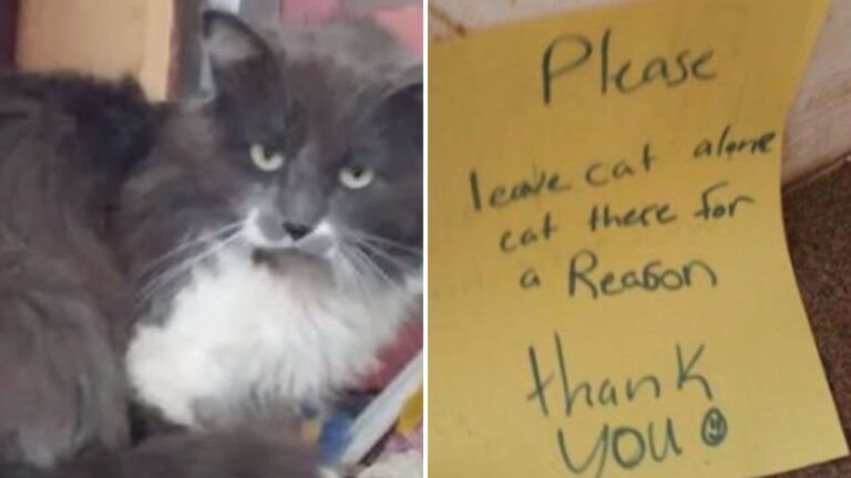 Struggling Cat Found With Cryptic Note ‘Not To Touch Him’ Leaves Indiana Neighbors Confused