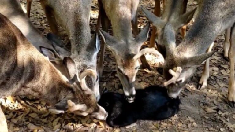 Cat In South Carolina Gets The Ultimate Grooming Session From A Friendly Herd Of Deer