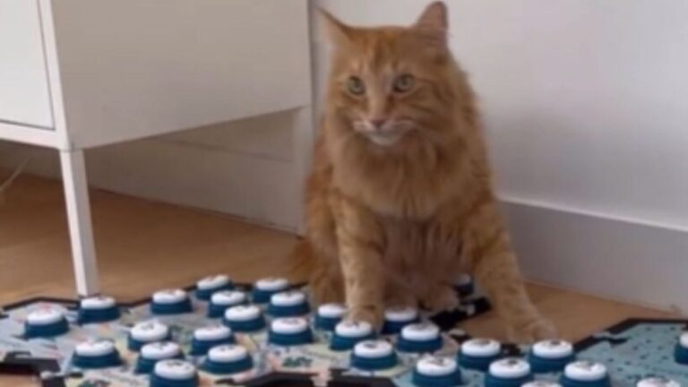 LA Cat Gives A Chilling Warning With Speech Buttons And Leaves Owner Stunned