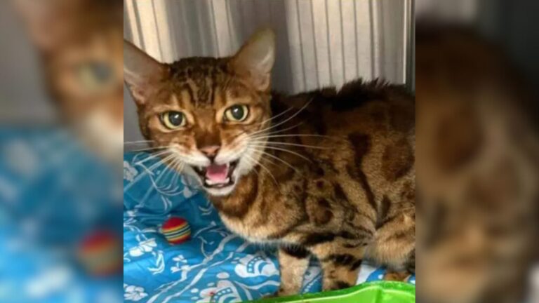 Florida Cat Goes Missing On Trip, Then Her Family Gets Unexpected Call Months Later