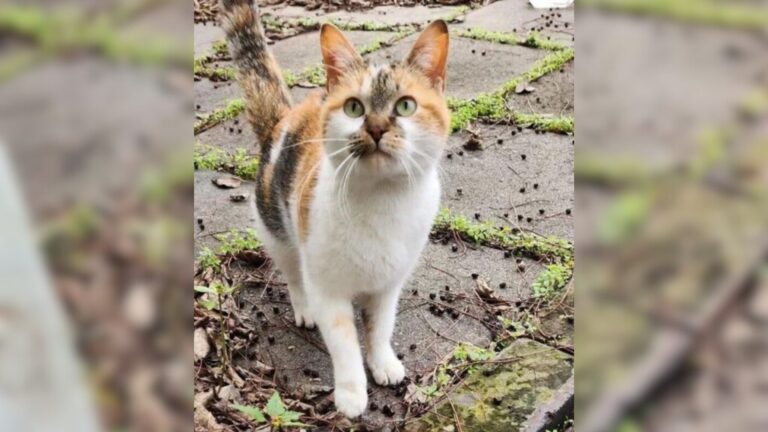 Cat Keeps Returning To Nashville Shop Until Owner Finally Understands Her Desperate Message