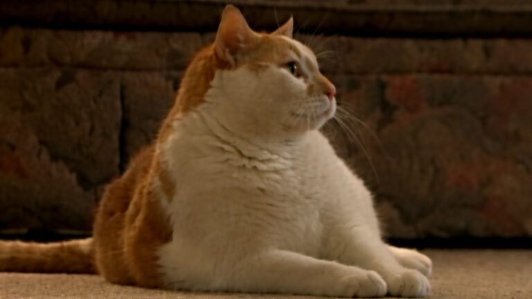 Pennsylvania Cat Kept Pawing At Owner In Panic, Then Doctors Made A Shocking Discovery