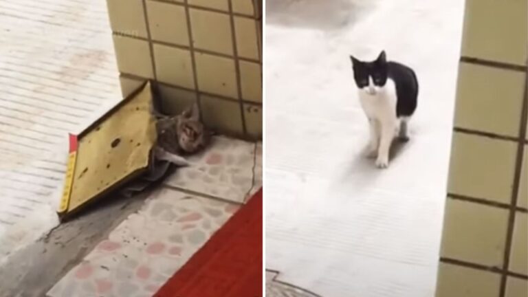 Texas Family Stunned When Stray Cat Leaves Kitten At Their Door, Then Notices Something’s Wrong