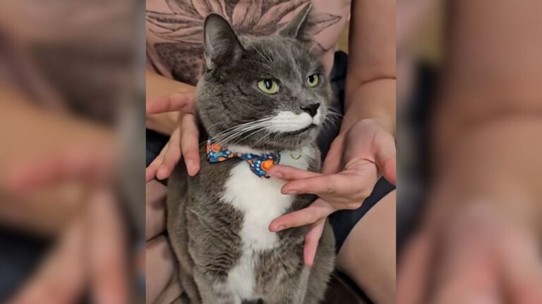 Oregon Cat Leaves Owner Stunned By Saying ‘No’ And The Internet Can’t Stop Laughing