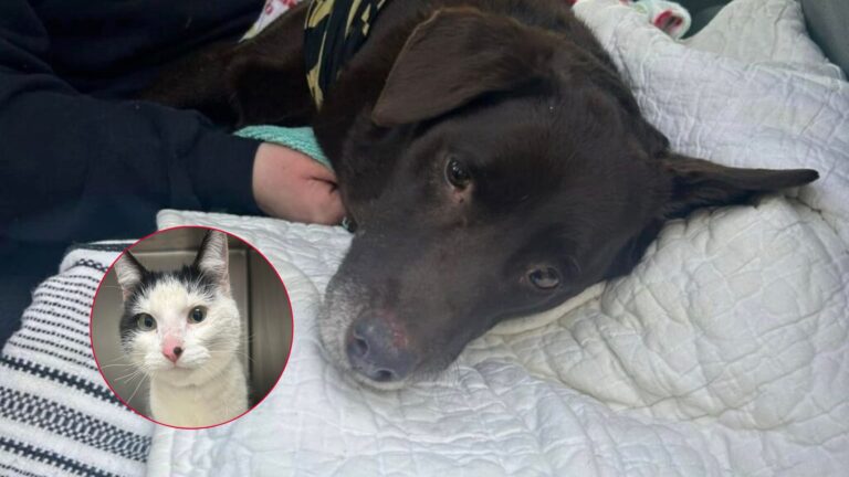Ohio Residents Outraged As Cat Found In Freezer And Dog Shot Point To Same Owner