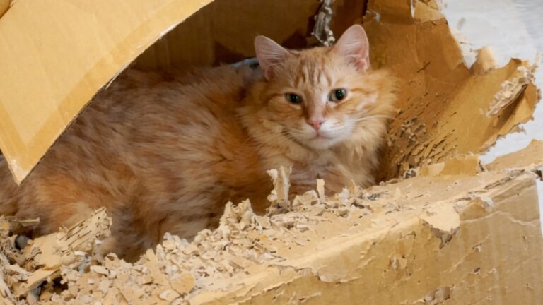 Oklahoma Cat Refuses To Leave His Old Torn Box, Wait Til You Hear Why