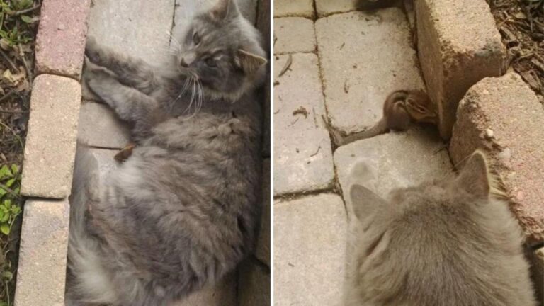 Little Chipmunk Enters A Cat’s Garden In Virginia And The Cat’s Reaction Stuns Everyone
