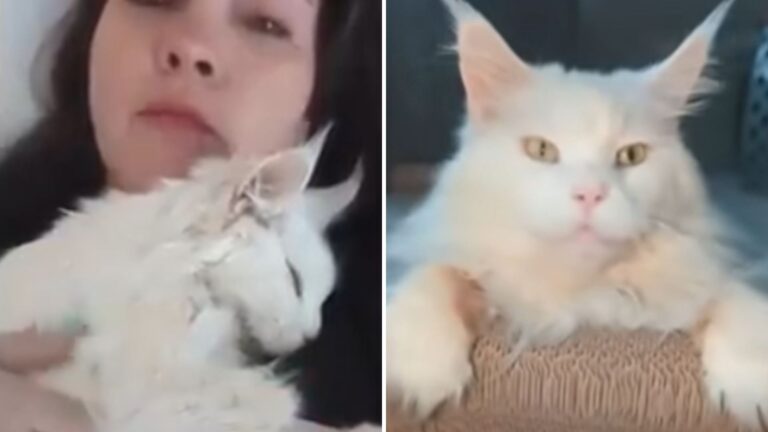 Watch This Sweet Kitty Finally See The Light After Years In A Basement Kitten Mill In Virginia