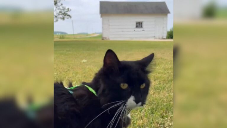 Indiana Cat Goes Back To The Shed Where He Was Rescued And His Reaction Will Melt Your Heart