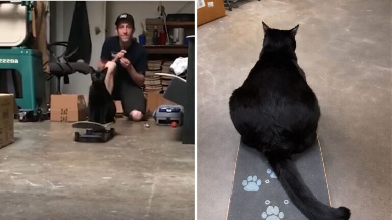 Have You Ever Seen A Skateboarding Cat? Check Out This Kitty In LA, It’s As Cool As It Gets