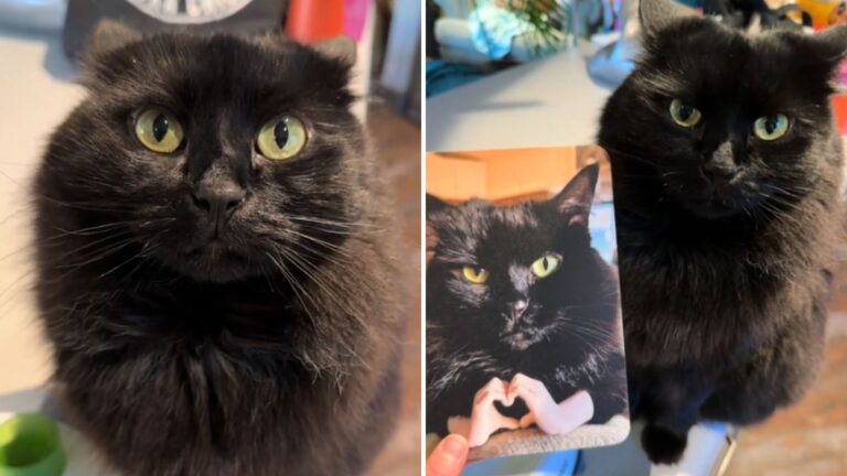 Alaska Cat Sends Card To The Vet Officially Apologizing For Her Behavior And It Becomes A Hit