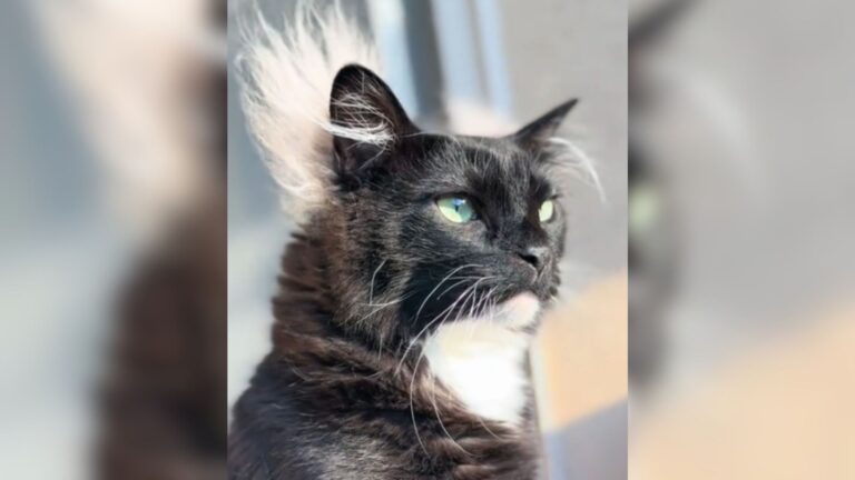 Utah Cat Predicts Storms Before They Hit And The Way He Does It Is Mind-Blowing