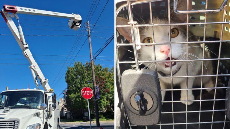 Cat Stuck On Utility Pole Causes Chaos In Pennsylvania And Everyone Holds Breath During Rescue
