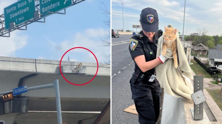 Stranded On Texas Overpass, This Cat’s Rescue Led To An Unexpected Discovery