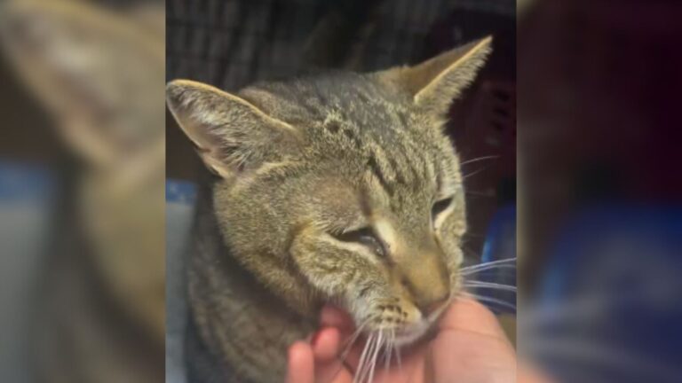 Cat Found Trembling Under Sink In Empty NY Apartment Cries Out For Those Who Left Him Behind