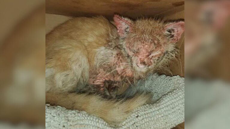 Florida Cat With Brutal Mange Gets A Transformation You’ll Want To See Again And Again